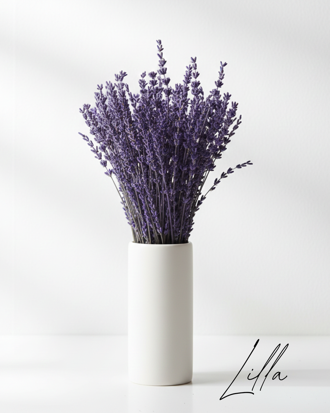 Stabilizovaná levandule lilla